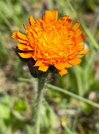 eine leuchtend orange Blüte vor grünem Wiesenhintergrund