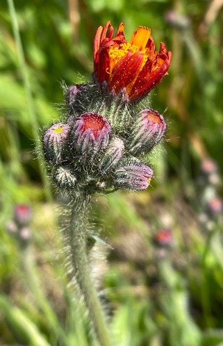 eine ganze Dolde von Knospen auf einem Stängel und die oberste zeigt dunkelorange Blütenblätter 