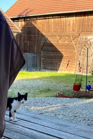 eine junge schwarzweiße Katze schaut mich an in einem alten Bauernhof 