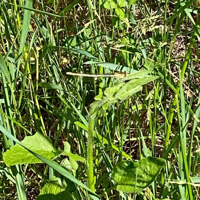 inmitten von grünem Gras sitzt eine beige Libelle 