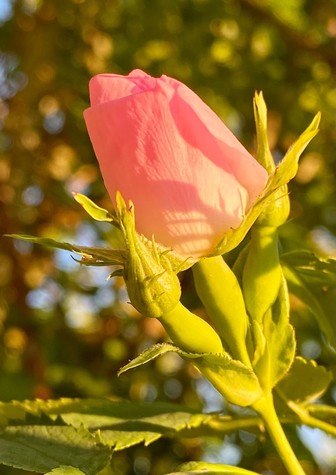 eine noch geschlossene Knospe einer rosa Wildrose im Abendlicht 