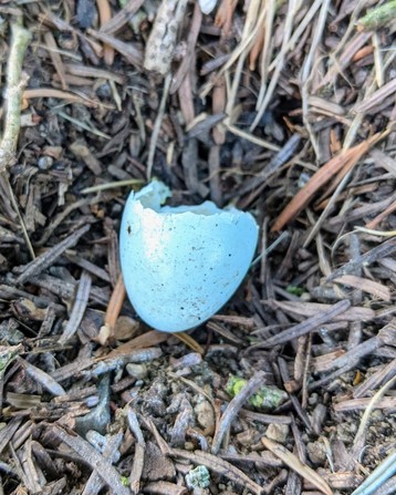 eine hellblaue halbe kleine Eierschale liegt in Tannennadeln am Boden
