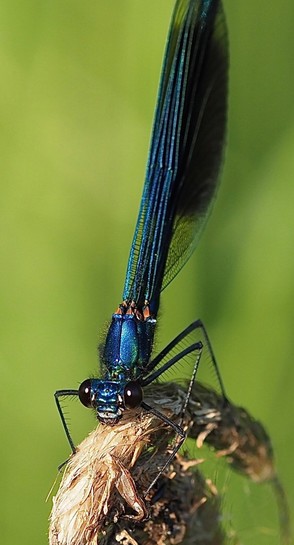eine blaue Schmucklibelle sitzt auf einem Grashalm mit geschlossenen Flügeln ndie kleinen Haare an den Beinen sind zu erkennen und die großen Augen