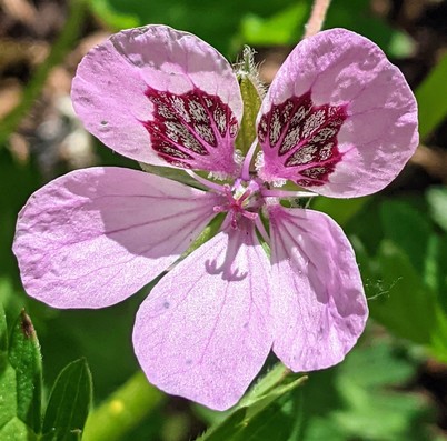 eine rosa Blüte mit 5 Blütenblättern, von denen die oberen 2 ein extra rot weißes Muster haben 