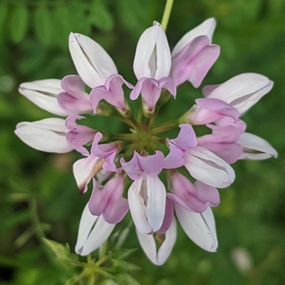 ein fast radial symmetrische Blüte mit innen rosa und außen weißen Blütenblättern von oben fotografiert 