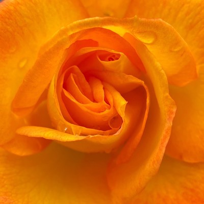 eine orange Rosenblüte die das ganze Bild füllt mit ein paar Tropfen 