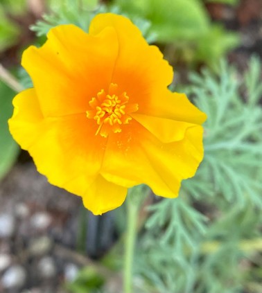 eine offene orange Blüte von mexikanischem oder kalifornischem Mohn