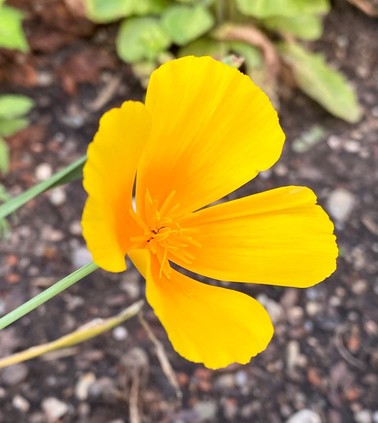 eine offene orange Blüte von Mohn