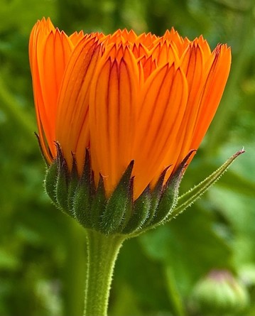 eine noch geschlossene orange Blüte einer Ringelblume 