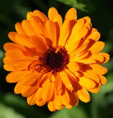 eine orange Ringelblumenblüte, die mehrere Schichten Blütenblätter hat