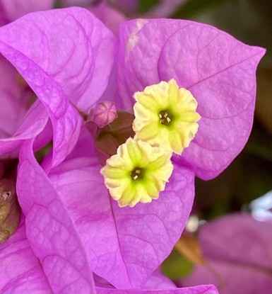 die lila Blüte einer Bougainvillea mit den Blütenblättern und gelbem Innenleben 