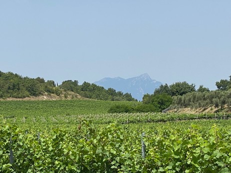 Blick durch ein Hochtal über ein Weinfeld auf eine Bergspitze 