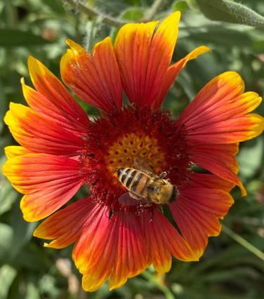 eine Biene sitzt in einer großen Blüte einer Kokardenblume, deren Blütenblätter von rot nach gelb verlaufen 