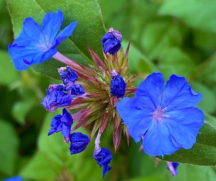 zwei blaue kleine Blüten vom Bleiwurz und noch viele Knospen an einem Blütenstand 