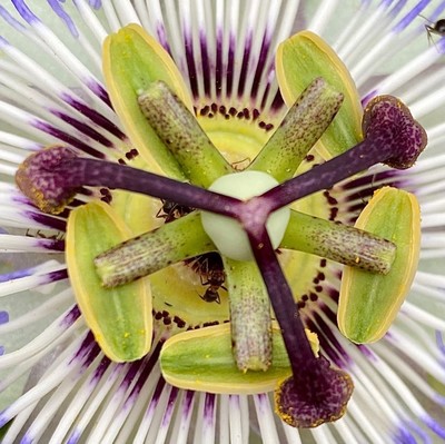 Das Innere der Blüte einer Passionsblumenoben ein dreifach verzweigter brauner Teilndrunter ein grüner fünffacher Halter von flachen Teilen und nochmals drunter weisse Strahlen