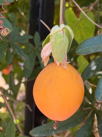 aus der Blüte hat sich eine orange Frucht mit ca 4 cm Länge und 3 cm Durchmesser entwickelt 