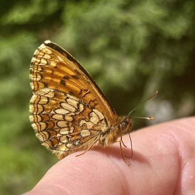 ein Schmetterling mit geschlossenen Flügeln sitzt auf einem Finger 