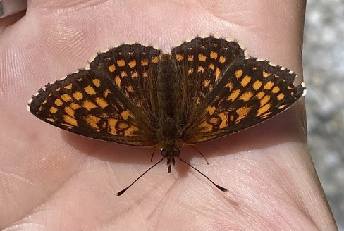 ein Schmetterling mit geöffneten Flügeln sitzt auf einer Hand nndunkel-hellbraunes Muster