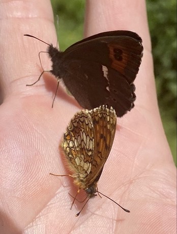 zwei Schmetterlinge mit geschlossenen Flügeln sitzt nah aneinander auf einer Hand