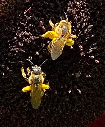 zwei Bienen mit viel gelbem Pollen an den Beinen sitzen auf einer dunklen Sonnenblume 