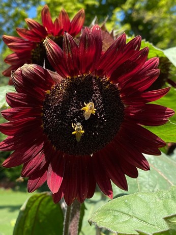 eine dunkelrote Blüte einer Sonnenblume mit zwei Bienen 