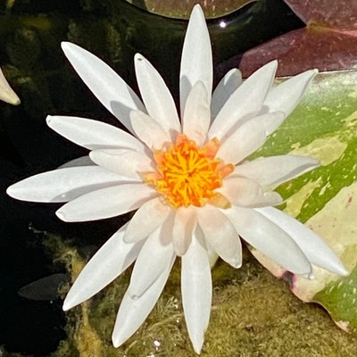 eine weiße Blüte einer Seerose mit schmalen Blütenblättern 