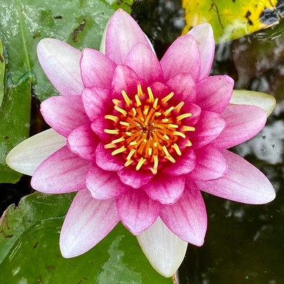 eine Blüte einer Seerose  breiten Blütenblättern, die zur Mitte hin kräftig rosa werden 