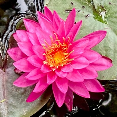 eine Blüte einer Seerose mit breiten Blütenblättern, die fast einfarbig rosa sind 
