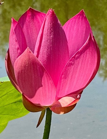 eine dunkelrosa Blüte eines Lotus öffnet sich 
