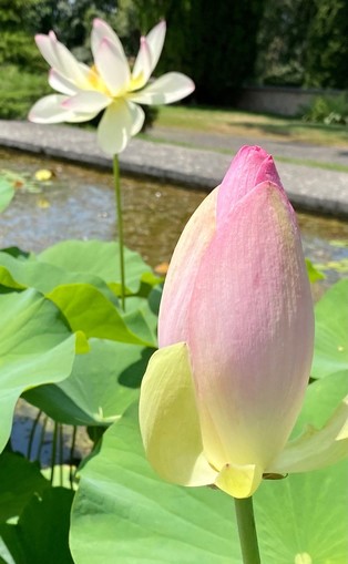 eine noch geschlossene Knospe und eine geöffnete Blüte eines Lotus 
