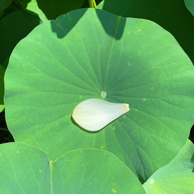 auf einem großen grünen Lotusblatt liegt ein weißes Blütenblatt einer Lotusblüte