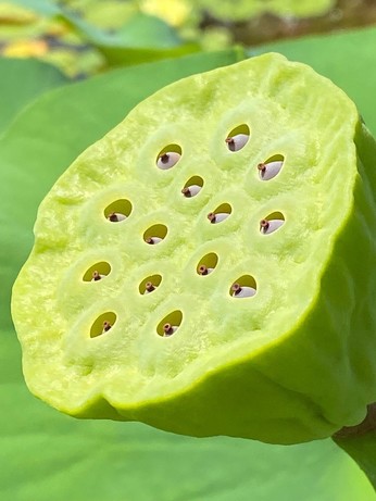 Der Samenstand in grün mit kleinen Löchern oben, durch die kleine Samen mit kleinen braunen Enden raus spitzen 
