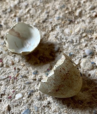 eine kleine in zwei Teile zerbrochene Eierschale liegt auf einem Betonboden