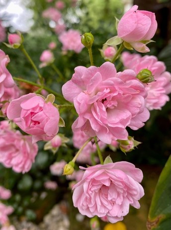 mehrere rosa Blüten einer gefüllten Minirose