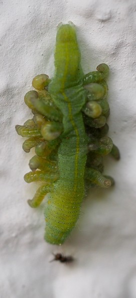 aus einer grünen Raupe kommen lauter kleine grüne „Würmer“/Larven rausnnweiße Hauswand als Hintergrund 