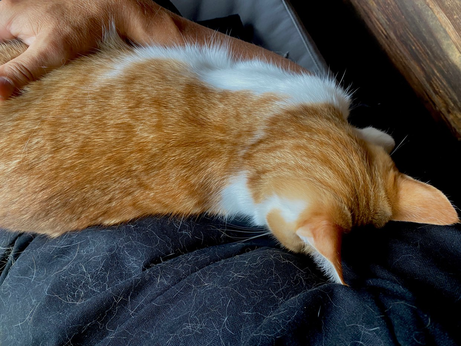 eine rotweiße Katze liegt auf dem Bauch von Herrchen, die weißen Haare liegen auf dem schwarzen Oberteil 