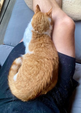 eine rotweiße Katze liegt auf den Beinen von Herrchen 
