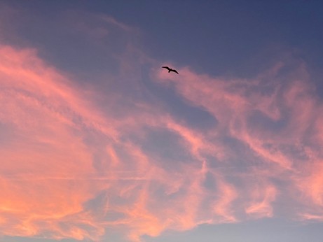 eine Möwe segelt mit ausgestreckten Flügeln vor rosa Wolkenstreifen 