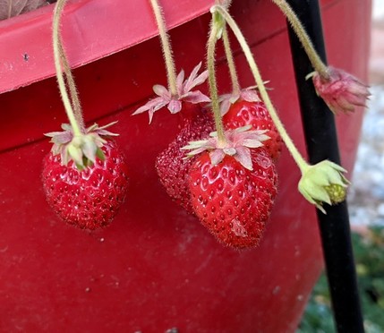vier kleine rote Erdbeeren hängen vor einem roten Blumentopf 