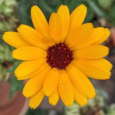 eine orange Blüte einer Ringelblume mit braunem Zentrum und drei Minitröpfchen