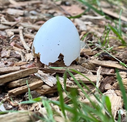mehr als die obere Hälfte einer kleinen weißen Eierschale steht auf dem Boden. Im Vordergrund ein paar Grashalme und Hackschnitzel dahinter 