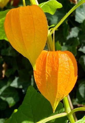 zwei orange Blüten der Lampionblume vor grünen Blättern 