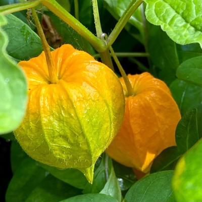 zwei Blüten der Lampionblume. Eine auf der einen Seite noch hellgrünlich, die andere orange 