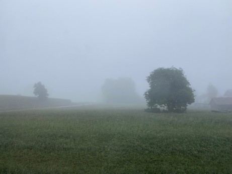 eine grüne Wiese mit Bäumen und viel Nebel 