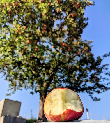 ein angebissener Apfel liegt vor einem Apfelbaum mit roten Früchten dran und blauer Himmel dahinter 