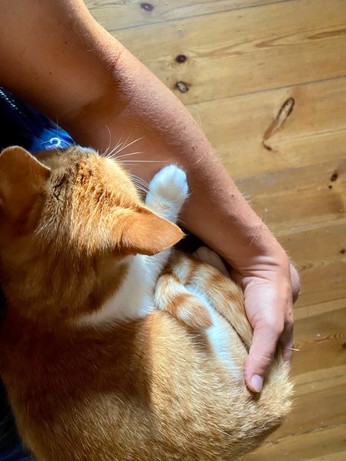 eine rotweiße Katze liegt auf Beinen und wird von einer Hand gehalten 