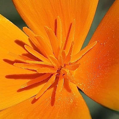 nur das orange Innenleben einer orangen Mohnblüte nPollen liegt auf den Blütenblättern 