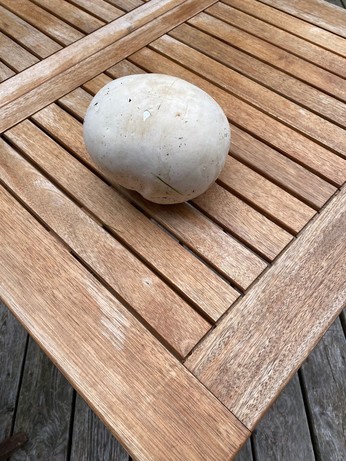 ein weißer glatter runder Pilz mit ca 20 cm Durchmesser liegt auf einem Holztisch 