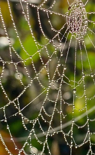 ein Spinnennetz mit kleinen und größeren Tropfen 