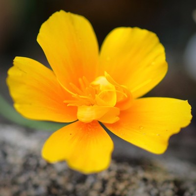 eine geöffnete orange Blüte vom Mohn mit kräusligem Innenleben und fünf Blütenblättern 